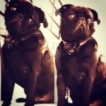 Otis Griffith - @otisthepug_ - Instagram