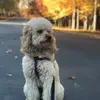 Otis_Grossman - @otisgrossman - TikTok