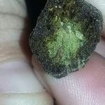 TreyGuy - @otisguy - Instagram