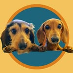 Mini Dachshunds Hank + Otis - @wildwireweeniehank - Instagram
