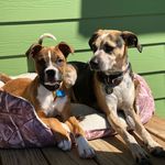 Copper & Otis Hamilton - @copperandotis - Instagram