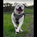 Dale Otis Hamilton - @daleotishamilton - Instagram