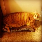 Otis FattyCat Hamilton - @otisaurusrex - Instagram