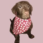 Otis Hamilton - @otis_thechocolab - Instagram