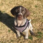 Sir Otis Hamilton🐾 - @otis_thegsp - Instagram