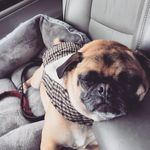 Otis Hancock - @pug_otis - Instagram