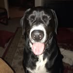 Otis - @otis_eugene_theodore_hansen - Instagram