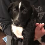 Fiji Fidget Milo Otis Hanson - @its.fiji.bitch - Instagram