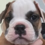 Otis Hanson - @that_pupper - Instagram