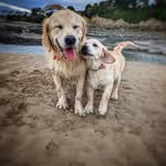 Otis & Indie Harding-Ash - @otisandindie - Instagram