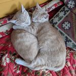 Otis&Harris - @otisochharris - Instagram