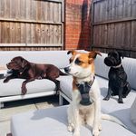 Harrison, Otis & Tanuki - @harrison_otis_tanuki - Instagram