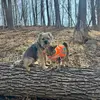 Harry&Otis - @harryotis5 - TikTok