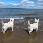 Otis & Harry 🐾 - @thehighlandwesties - Instagram