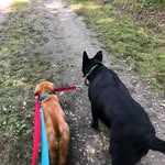 Olive & Otis Odessy - @oliveotishartman - Instagram