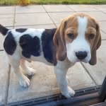 Otis Noble - @otisthebeaglebutthead - Instagram