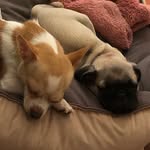 Otis y Wanda - @otis_wanda_hermanitos - Instagram