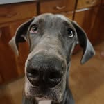 Otis 🐾 - @otis.hohn - Instagram