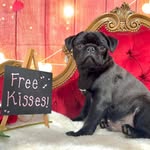 Otis - @otis_hocuspocus - Instagram