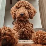 Otis Cooper - @otis_cooper_hogan - Instagram