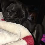 Otis - @otis_thepug_holman_ - Instagram