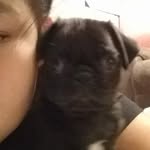 Otis_thepug_holman - @otis_thepug_holman - Instagram