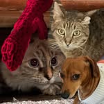 cats only - @otis.house.cats - Instagram