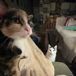 otis & boots “the house down” mcdowell - @sir.otismcdowell - Instagram