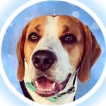 Otis 🐾 - @otis_the_house_hound - Instagram