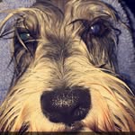 Otis In Da House - @otis_.the_dog - Instagram