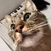 Otishouse_ - @otishouse_ - TikTok