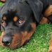 Otis Howell - Facebook