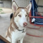 Otis/ Huskey🐾 - @otisbotis_ - Instagram