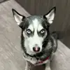 Otis - @otishusky - TikTok