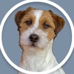 Otis  |  Jack Russell Terrier - @otis_jackrussell - Instagram