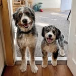 Otis and Jack - @otis_and_jack_thebernedoods - Instagram