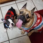 Otis, Jack, & Lola too... ❤️ - @otis_and_jack - Instagram