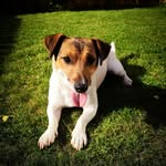 Otis (Jack-Russell-Terrier) - @a.day.in.the.life.of.otis - Instagram