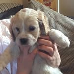 Otis (Jack) The Cavapoo - @otis_the_cavapoo - Instagram