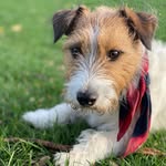 OTIS, the Jack Russell Terrier - @otisthejackbrussels - Instagram