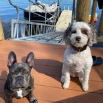 Otis and Jackson - @frenchiedoodleallday - Instagram