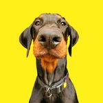 Otis Jackson the European Doberman - @dobermanotis - Instagram