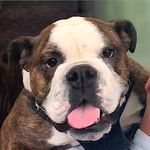Otis Redding Jackson - @otis.the.newyork.bulldog - Instagram
