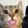 Otis - @otisjensen10 - TikTok