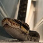 Otis ; Joyner ; Pat - @my.3.snakes - Instagram