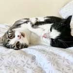 Otis Kane - @otisandpenny_thetuxies - Instagram