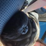 otis kidd 💕🐾 - @otis.kidd21 - Instagram