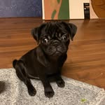 Otis Lamar 🐾 - @otislamar - Instagram