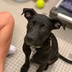 Otis Lamb - @otislambchops - Instagram