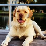 Otis Lawson - @otisthelabradorable - Instagram